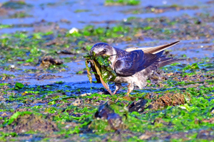 Purple Martin